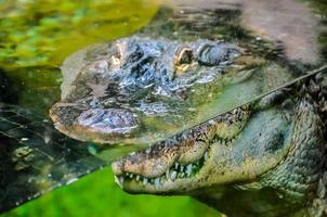 crocodilo na água foto