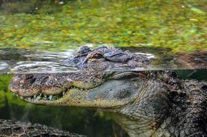 crocodilo na água foto