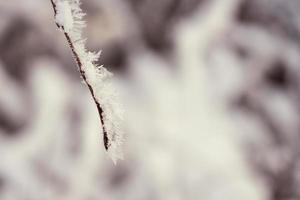 galho de árvore congelado foto