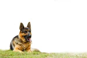 alemão pastor cachorro adulto dentro uma Prado foto