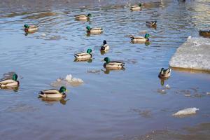 patos no rio foto