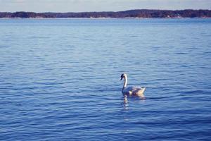 cisne branco na água foto