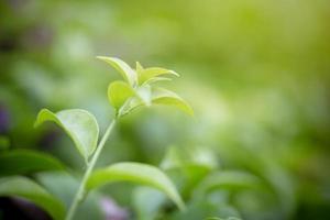 close-up de uma planta verde foto
