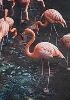 grupo de flamingos foto