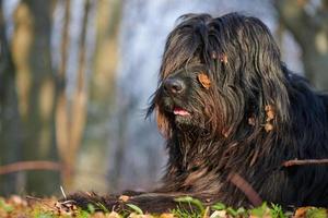 cão pastor preto com folhas