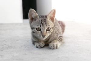 close-up de um gatinho fofo sentado ao ar livre com um estilo de cor pastel suave foto
