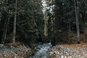 montanha rio corpo do água outono alta árvores denso floresta e caído folhas foto