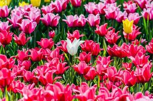 campo de tulipas