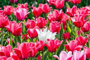 tulipas vermelhas e brancas