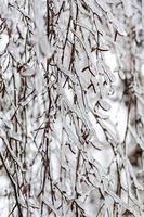ramos de bétula cobertos de gelo foto