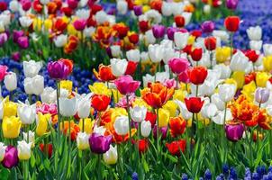 tulipas híbridas multicoloridas