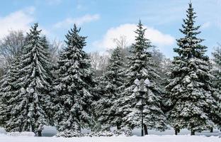 pinheiros cobertos de neve foto