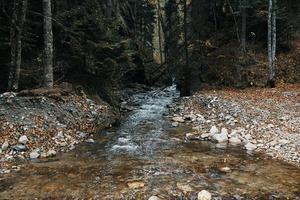 montanha rio corpo do água outono alta árvores denso floresta e caído folhas foto