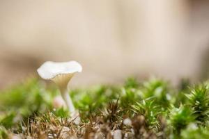 macro close-up de cogumelos marrons na natureza foto