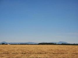 feno campo antes colheita com montanhas dentro a distância foto