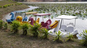 atrações colorida remo veículo com rodas pedal barco patos estacionamento às a lado lago. foto