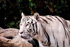 tigre branco no zoológico foto