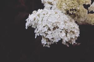 flor do branco hortênsia entre verde folhas dentro verão jardim foto