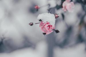 Rosa rosa com branco neve dentro a jardim em uma gelado dia foto