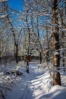 inverno panorama com uma floresta estrada entre coberto de neve árvores em uma ensolarado dia dentro Polônia foto