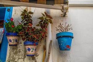 florescendo colorida plantas a partir de a histórico distrito do alicante Espanha dentro fechar-se em uma verão dia, foto