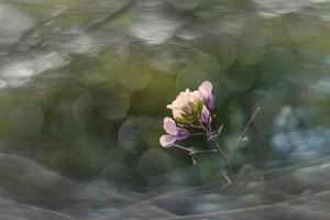 pequeno delicado outono flores dentro a jardim em uma fundo com bokeh foto