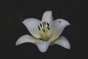 branco delicado lírio flor em Sombrio fundo foto