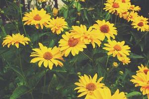 amarelo flores crescendo dentro a jardim entre verde folhagem fundo em uma caloroso verão dia dentro fechar-se foto