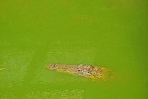 cabeça do uma crocodilo em uma fundo do verde água foto