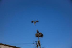 livre pássaros cegonhas em uma fundo do a azul céu dentro voar brigando para gniazo dentro a Primavera foto