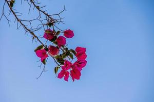 Rosa galho com buganvílias flores contra a azul sem nuvens céu foto