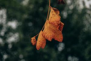 outono ouro Castanho folhas em uma árvore em uma ensolarado dia com bokeh foto