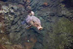 pequeno peixe animal natação dentro a aquário do a jardim zoológico do Zaragoza dentro Espanha em uma Sombrio fundo foto