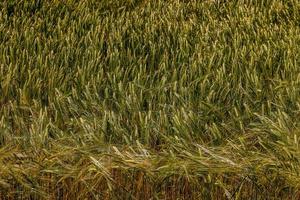 natural agrícola fundo trigo dentro a campo caloroso verão antes colheita foto
