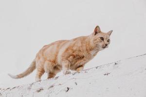 adulto gato em uma luz fundo do uma tijolo casa lado de fora foto