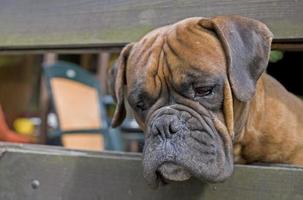 Castanho cabeça cachorro criador boxer olhando através uma de madeira cerca foto