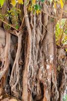 grande velho ficus árvore dentro alicante Espanha foto