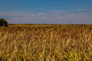 lindo natural agrícola fundo trigo dentro a campo caloroso verão antes colheita foto