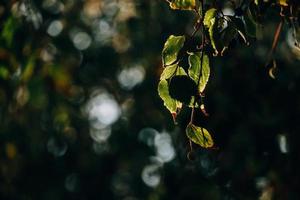 outono ouro Castanho folhas em uma árvore em uma ensolarado dia com bokeh foto