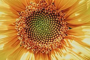 amarelo girassol flor fechar-se formando uma natural fundo foto