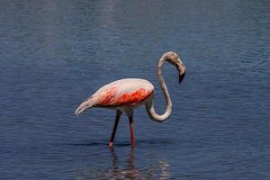 pássaro branco-rosa flamingo em uma salgado azul lago dentro Calpe Espanha foto