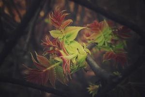 verde primeiro Primavera arbusto folhas Veja através a cerca foto