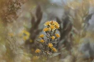 lindo pequeno delicado outono flores dentro a jardim em uma fundo com bokeh foto