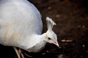 branco pavão pássaro dentro a parque em uma frio dia ao ar livre foto