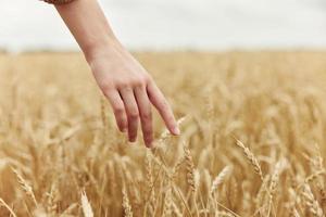 imagem do espiguetas dentro mãos a agricultor preocupado a amadurecimento do trigo orelhas dentro cedo verão ensolarado dia foto