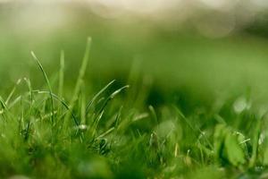 verde Relva folhas dentro fechar-se, zombar acima e cópia de espaço foto