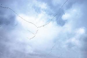 vôo Preto pássaros dentro a céu contra uma fundo do nuvens foto