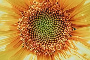 amarelo girassol flor fechar-se formando uma natural fundo foto