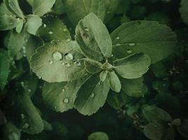 verão plantar com pingos de chuva em verde folhas foto