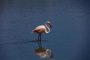 pássaro branco-rosa flamingo em uma salgado azul lago dentro Calpe Espanha foto